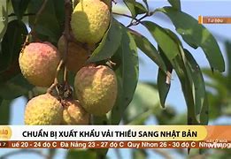 Xuất Khẩu Vải Thiều Sang Nhật Bản